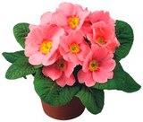 Primel Angebote bei REWE Siegburg für 1,00 €