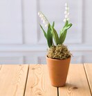 Muguet 2 Griffes - U en promo chez U Express Boulogne-Billancourt à 3,91 €