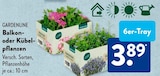 ALDI SÜD Roßbach - Balkon- oder Kübelpflanzen Angebot im Prospekt Balkon- oder Kübelpflanzen bei ALDI SÜD im Roßbach Prospekt für 3,89 €