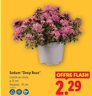 Sedum "Deep Rose" dans le catalogue Lidl