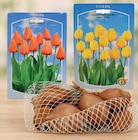 TULPENZWIEBELN Angebote bei Wreesmann Cottbus für 3,99 €