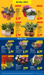 Lidl Keramik im Prospekt 