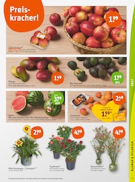 Blumen Angebot im aktuellen tegut Prospekt auf Seite 5