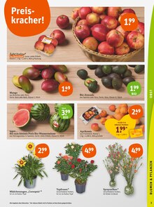 Blumen im tegut Prospekt "tegut… gute Lebensmittel" mit 23 Seiten (Göttingen)