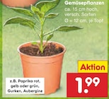 Netto Marken-Discount Bei den Tongruben - Gemüsepflanzen Angebot im Prospekt Gemüsepflanzen bei Netto Marken-Discount im Bei den Tongruben Prospekt für 1,99 €