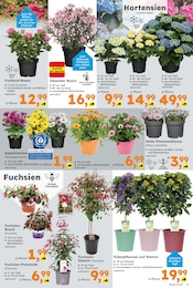 Aktueller Globus-Baumarkt Prospekt mit Blumen, "Immer eine Idee besser", Seite 3