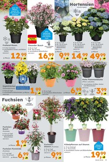 Blumen im Globus-Baumarkt Prospekt "Immer eine Idee besser" mit 20 Seiten (Bochum)