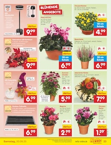 Teppich im Netto Marken-Discount Prospekt "Aktuelle Angebote" mit 56 Seiten (Erlangen)