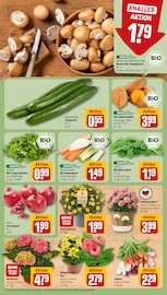 Blumen im REWE Prospekt in Rodgau Aktueller REWE Prospekt mit Blumen, "Dein Markt", Seite 7