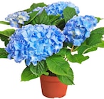 Hortensie im Angebot bei Penny in Langenfeld Hortensie Angebote bei Penny Langenfeld für 5,99 €