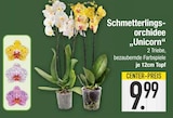 Schmetterlings-orchidee „Unicorn“  im aktuellen EDEKA Prospekt für 9,99 €