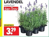 Lavendel winterhart bei Wreesmann im Prospekt "" für 3,29 €