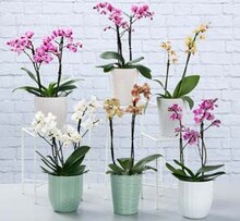 Orchidee (Phalaenopsis multiflora) bei ALDI Nord in Hagen Orchidee (Phalaenopsis multiflora) im Angebot bei ALDI Nord Hagen für 9,99 €
