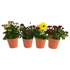 Plante fleurie en promo chez Carrefour Plante fleurie dans le catalogue Carrefour