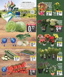 Pflanzen im E center Prospekt "DAS BESTE DER WOCHE" mit 20 Seiten (Augsburg)