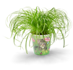 Kaufland Wiltingen Prospekt mit  im Angebot für 2,49 €