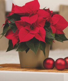 Weihnachtsstern (Euphorbia pulcherrima) bei OBI in Nettetal Weihnachtsstern (Euphorbia pulcherrima) im Angebot bei OBI Nettetal für 1,99 €