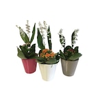 Composition muguet en promo chez Carrefour Goussainville à 8,99 €