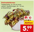 Dreimasterblumen im Netto Marken-Discount Prospekt Dreimasterblumen von im aktuellen Netto Marken-Discount Prospekt für 5,99 €