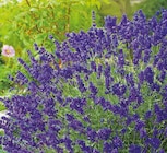 Lavendel im Hagebaumarkt Prospekt Lavendel von im aktuellen Hagebaumarkt Prospekt fĂŒr 12,99 âŹ