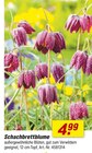 Aktuelles Schachbrettblume Angebot bei toom Baumarkt in Rostock ab 4,99 €