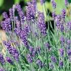 Lavande coloris violet Stoechas Blueberry Ruffles - 3 L - BOTANIC® à 6,66 € dans le catalogue Botanic