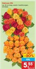 Aktuelle Pflanzen Angebote bei Netto Marken-Discount in Braunschweig Aktuelles Edelrosen XXL Angebot bei Netto Marken-Discount in Braunschweig ab 5,55 €