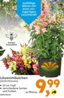Aktuelle Pflanzen Angebote bei Globus-Baumarkt in Koblenz Aktuelles Löwenmäulchen (Antirrhinum) Angebot bei Globus-Baumarkt in Koblenz ab 9,99 €