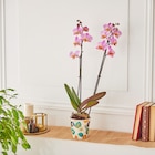Orchidée Phalaenopsis - Carrefour Market à Nanterre Orchidée Phalaenopsis en promo chez Carrefour Market Nanterre à 6,99 €