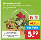 Netto Marken-Discount - Herbstpflanzen Mix Angebot im Prospekt Herbstpflanzen Mix bei Netto Marken-Discount im Prospekt "" für 5,99 €