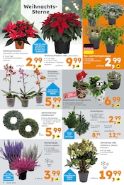 Blumen Angebot im aktuellen Globus-Baumarkt Prospekt auf Seite 4