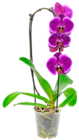 Kaufland - Orchidee Cascade Angebot im Prospekt Orchidee Cascade bei Kaufland im Prospekt "" für 8,88 €