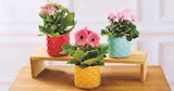 Plante Fleurie en promo chez U Express Asnières-sur-Seine à 6,99 €