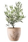 Gamm vert Avesnelles - Promo Pot "Amano" ECLOZ Promo Pot "Amano" ECLOZ à 14,99 € dans le catalogue Gamm vert à Avesnelles