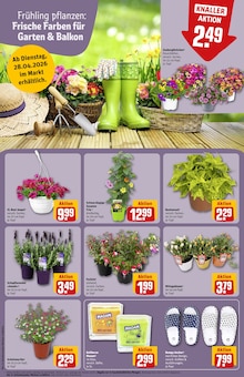 Blumen im REWE Prospekt "Dein Markt" mit 30 Seiten (Jena)