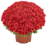 Chrysanthemen XL im Kaufland Prospekt Chrysanthemen XL im aktuellen Kaufland Prospekt für 4,44 €