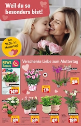 REWE Zimmerpflanzen im Prospekt 