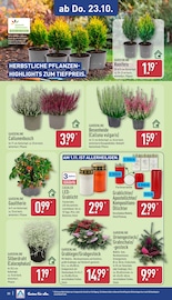 Grabpflege im ALDI Nord Prospekt in Lemgo Aktueller ALDI Nord Prospekt mit Grabpflege, "Aktuelle Angebote", Seite 30
