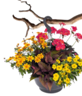 Mottenkönig (Plectranthus) Angebote bei OBI Ravensburg für 2,99 €