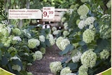 Aktuelle Hortensie Angebote bei Garten-Center Nordharz GmbH & Co. KG in Hildesheim Aktuelles Ballhortensie Anabelle Angebot bei Garten-Center Nordharz GmbH & Co. KG in Hildesheim ab 9,99 âŹ