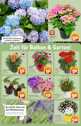 Tagetes Angebot im aktuellen REWE Prospekt auf Seite 34