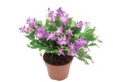 Schlumbergera en promo chez Lidl Amiens à 7,99 €