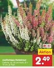 Netto Marken-Discount - zweifarbiges Heidekraut Angebot im Prospekt zweifarbiges Heidekraut bei Netto Marken-Discount im Prospekt "" für 2,49 €