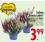 Calluna "Beauty Ladies" Five Angebote bei EDEKA Augsburg für 3,99 €