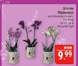 Orchidee Phalaenopsis Angebote bei Marktkauf Fürth für 9,99 €