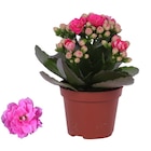 Plante d'intérieur en promo chez Carrefour Nantes à 1,79 €