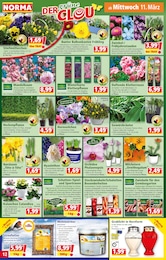 Kraut Angebot im aktuellen Norma Prospekt auf Seite 12