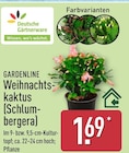 Weihnachtskaktus (Schlumbergera) im ALDI Nord Prospekt Weihnachtskaktus (Schlumbergera) von Gardenline im aktuellen ALDI Nord Prospekt für 1,69 €
