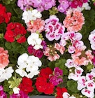 Promo Geranium Collection à 6,99 € dans le catalogue Point Vert à Tarbes