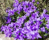 Glockenblume »Get Mee« Angebote bei Pflanzen Kölle Erlangen für 1,79 €